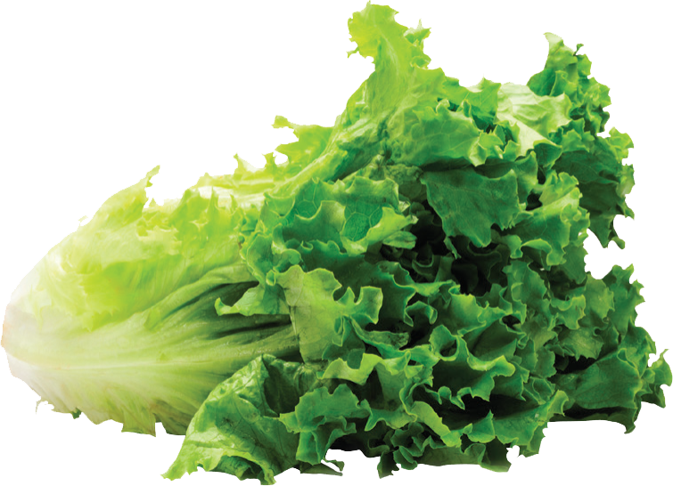 Lettuce